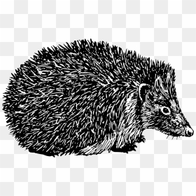 Porcupine Clipart Black And White - Hedgehog Black And Clipart, HD Png Download - porcupine png