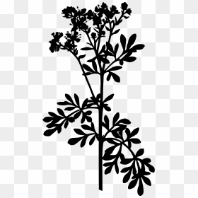 Common Rue Big Image - Ruta Graveolens, HD Png Download - plant silhouette png