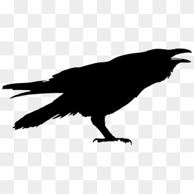 Silhouette Drawing Clip Art - Kruk Png, Transparent Png - crow silhouette png