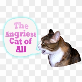 I Am A Very Angry Cat - Miracle Mountain Ranch, HD Png Download - angry cat png
