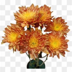Chrysanthemum Flower Chrysanthemum Flower - Chrysanthemum Transparent, HD Png Download - chrysanthemum png