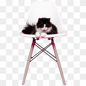 Cat On Chair - Rat, HD Png Download - whiskers png