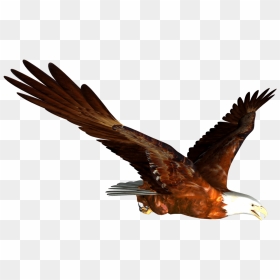 Animated Bald Eagle Flying Png Image - Flying Eagle Gif Png, Transparent Png - bald head png