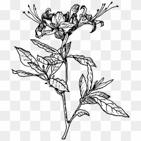 Outline, Flower, Azalea, Plant, Coloring, Short, Tattoo - Azalea Drawing, HD Png Download - flower tattoo png