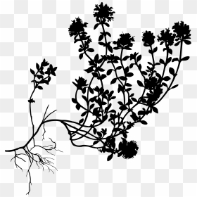 Wild Thyme Clip Arts - Thyme Botanical Illustration, HD Png Download - plant silhouette png