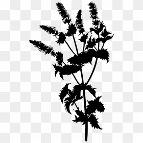 Spearmint Clip Arts - Botanical Drawing Vintage, HD Png Download - plant silhouette png