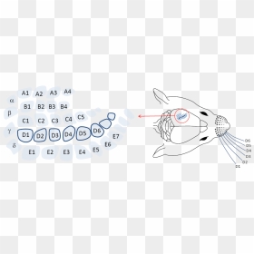 Mouse Whisker Number, HD Png Download - whiskers png