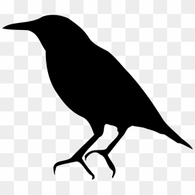 Bird Common Starling American Crow Silhouette - Common Starling, HD Png Download - crow silhouette png
