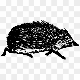 Hedgehog Clip Arts - Hedgehog Symbol, HD Png Download - porcupine png