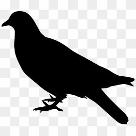 Dove Bird Silhouette Free Photo - Birds Silhouette Side, HD Png Download - crow silhouette png