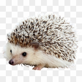 Small Hedgehog, HD Png Download - porcupine png