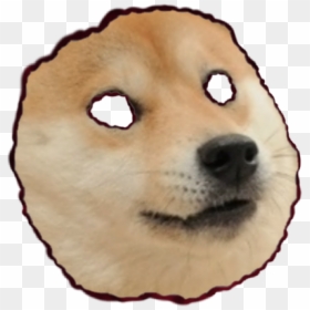 Mammal Dog Canidae Nose Shiba Inu Snout Head Carnivore - Hope I M Not Just A Meme Page, HD Png Download - doge head png