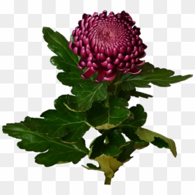Burgundy Chrysanthemum Flower Shop Studio Flores - Chrysanths, HD Png Download - chrysanthemum png