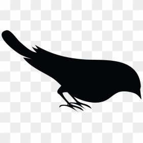 Perching Bird, HD Png Download - crow silhouette png