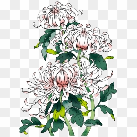 Drawing Chinese Flower, HD Png Download - chrysanthemum png