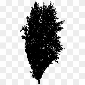 Tree Silhouette Spruce Woody Plant Fir - Larch, HD Png Download - plant silhouette png