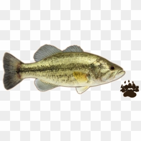 Thumb Image - Largemouth Bass Png, Transparent Png - largemouth bass png