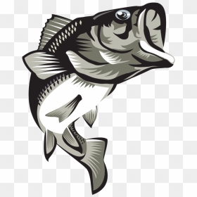 Largemouth Bass Final2coloured , Png Download - Largemouth Bass Png, Transparent Png - largemouth bass png