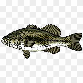 Largemouth Bass Png, Transparent Png - largemouth bass png