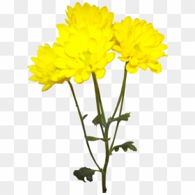 Image Royalty Free Library Forgetmenot Flowers Chrysanthemums - Chrysanthemum Yellow Flower With Stem, HD Png Download - chrysanthemum png