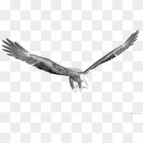Page Of Clipartblack Com - Eagle Hunting Transparent, HD Png Download - nazi eagle png