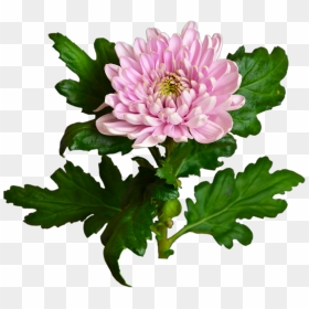 Pink Chrysanthemum Flower Shop Studio Flores - Chrysanths, HD Png Download - chrysanthemum png