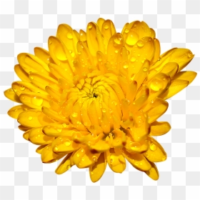 English Marigold, HD Png Download - chrysanthemum png