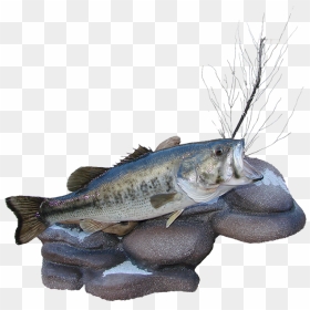 Largemouth Bass Mount , Png Download - Ikan Barramundi, Transparent Png - largemouth bass png