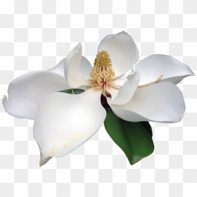 Louisiana Magnolia Png, Transparent Png - louisiana outline png