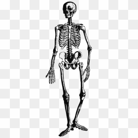 Vintage Clipart Skeleton, HD Png Download - spooky scary skeletons png