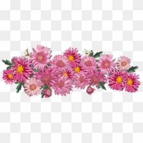 Chrysanthemum Pink Png, Transparent Png - chrysanthemum png