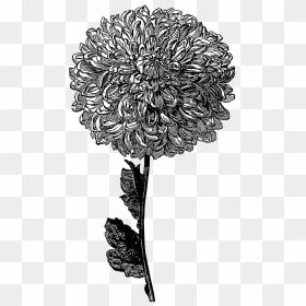 Green Drawing Chrysanthemum - Transparent Background Flowers Black Png, Png Download - chrysanthemum png