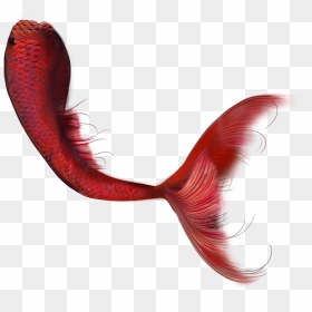 Marmand/fish Hd Clip Art - Red Mermaid Tail Png, Transparent Png - tail png