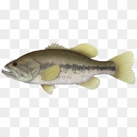 The Largemouth Bass Is Considered By Some To Be The - Transparent Background Largemouth Bass Png, Png Download - largemouth bass png