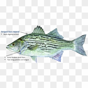 Striped Bass Hybrid - Hybrid Bass, HD Png Download - largemouth bass png