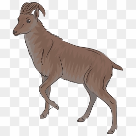 Wild Goat Nilgiri Tahr Clipart - Nilgiri Tahr Png, Transparent Png - goat head png