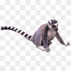 Lemur Png Transparent, Png Download - tail png