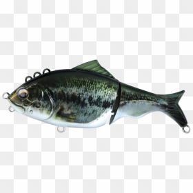 Carp, HD Png Download - largemouth bass png