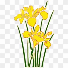 Plant,flora,petal - Yellow Iris Flower Cartoon, HD Png Download - flower cartoon png