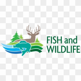 Fish And Wildlife - Ontario Fish And Wildlife Conservation Act, HD Png Download - deer head png