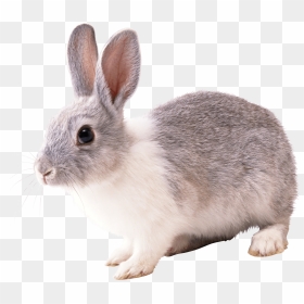 Rabbit Png, Transparent Png - white rabbit png