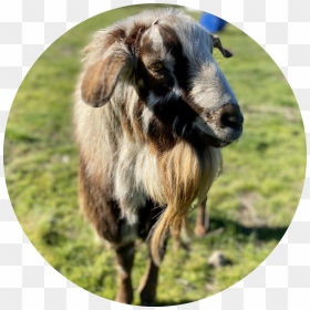 Harley - Goat, HD Png Download - goat head png