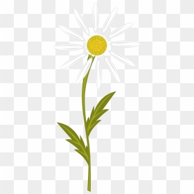 Camomile Clipart, HD Png Download - flower cartoon png