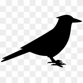 American Crow Fauna Common Raven Silhouette - Perching Bird, HD Png Download - raven silhouette png