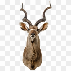 Kudu, HD Png Download - deer head png