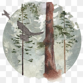 Redwood Tree Png, Transparent Png - redwood tree png