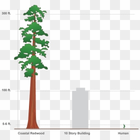 Svg Free Design Interactive Infographics In Adobe Edge - 100 Ft Vs Human, HD Png Download - redwood tree png
