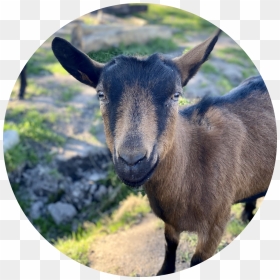 Babette - Goat, HD Png Download - goat head png
