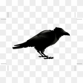 Common Raven Silhouette Stock Photography Illustration - Cartoon Raven, HD Png Download - raven silhouette png