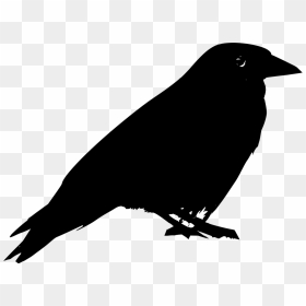 Black Silhouette Bird, HD Png Download - raven silhouette png